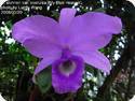 Cattleya skinneri coerulea